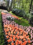 olanda-2013 (74)