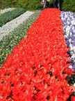 olanda-2013 (78)