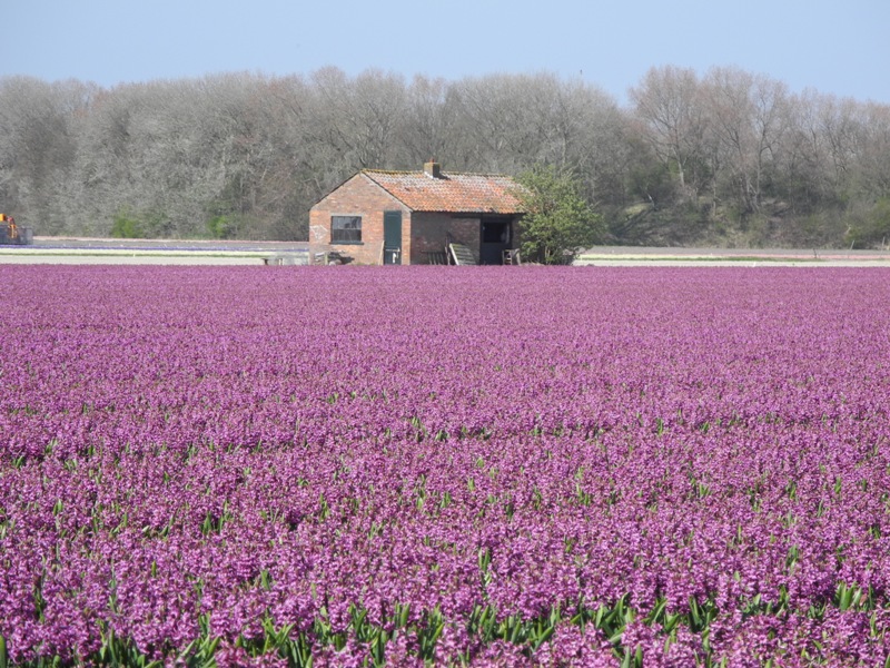 olanda-2013 (366)