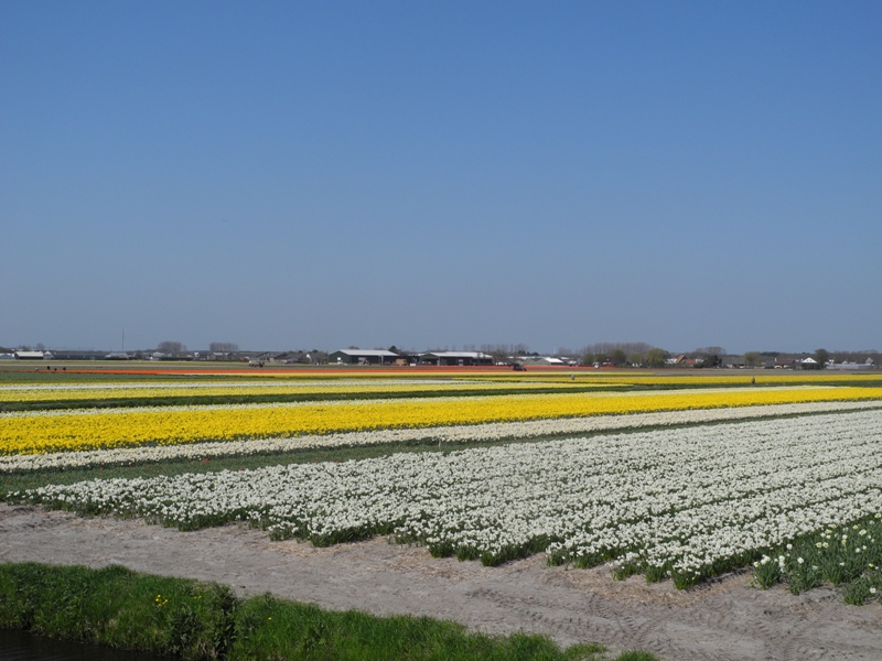 olanda-2013 (371)