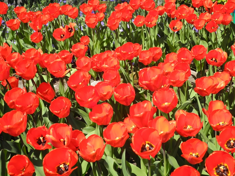 olanda-2013 (373)