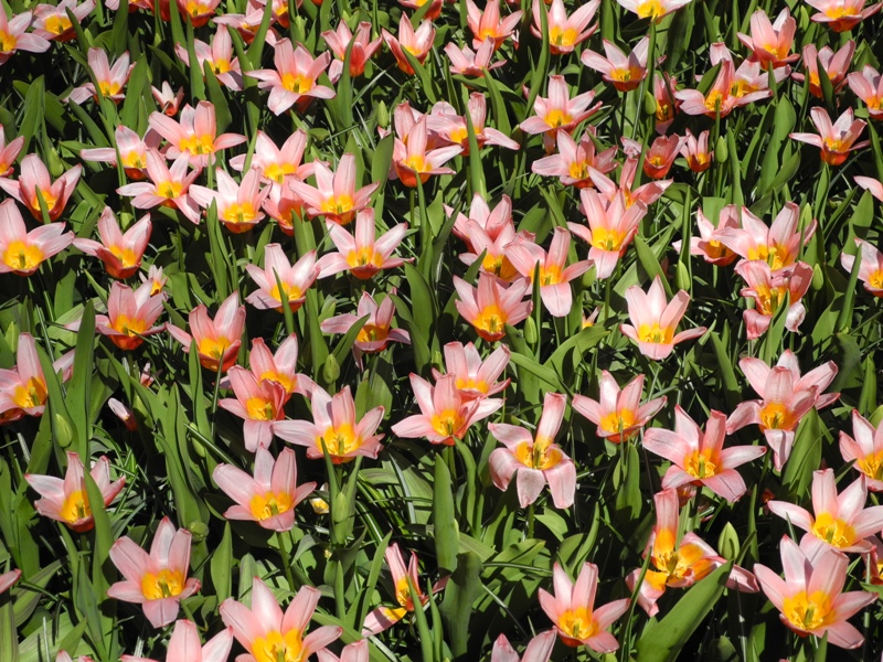 olanda-2013 (382)