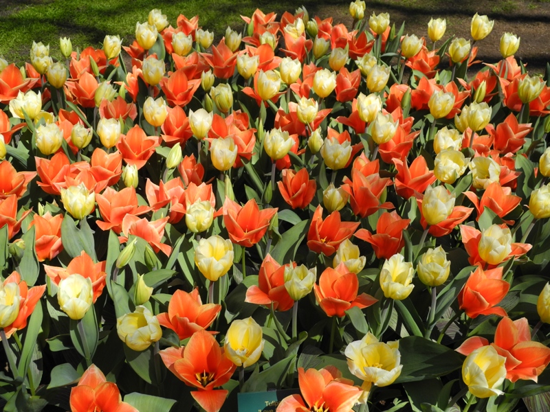 olanda-2013 (383)