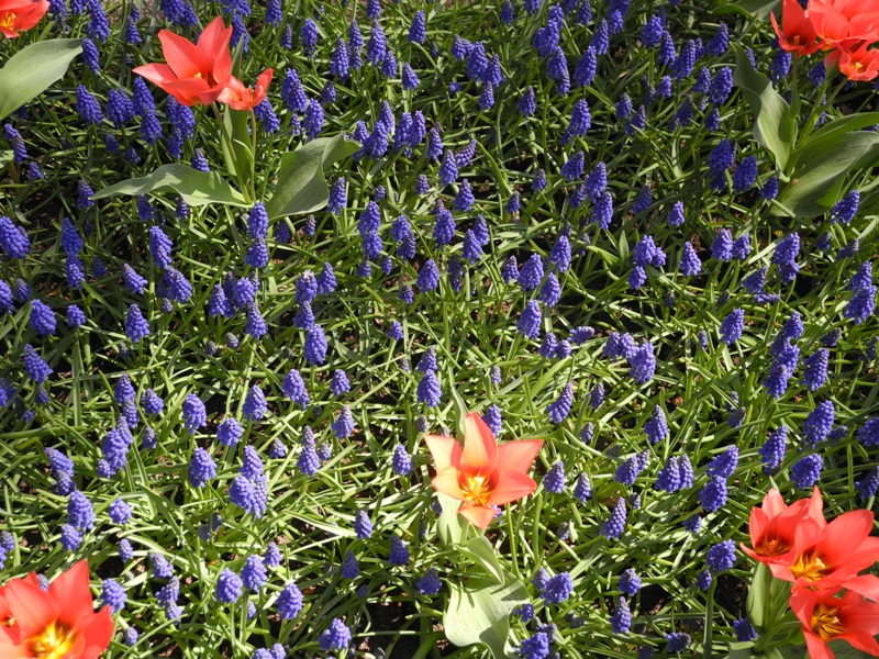 olanda-2013 (68)