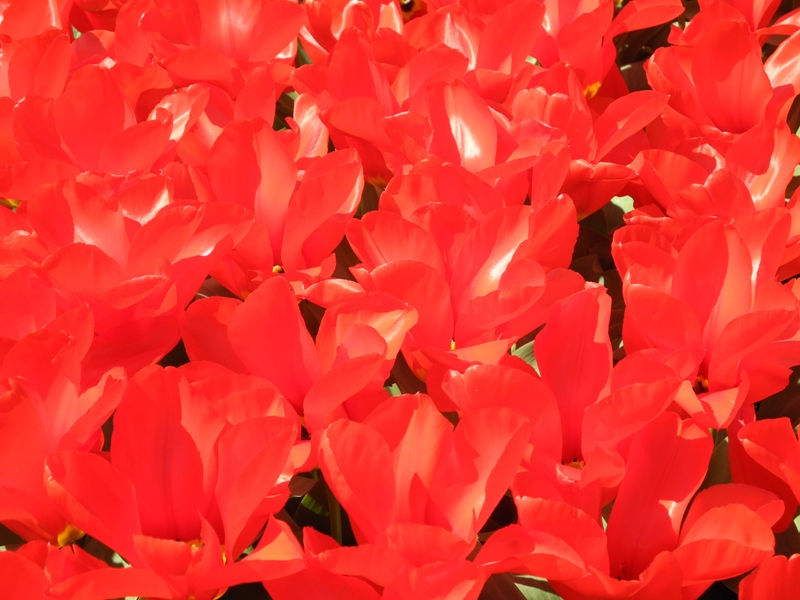 olanda-2013 (79)