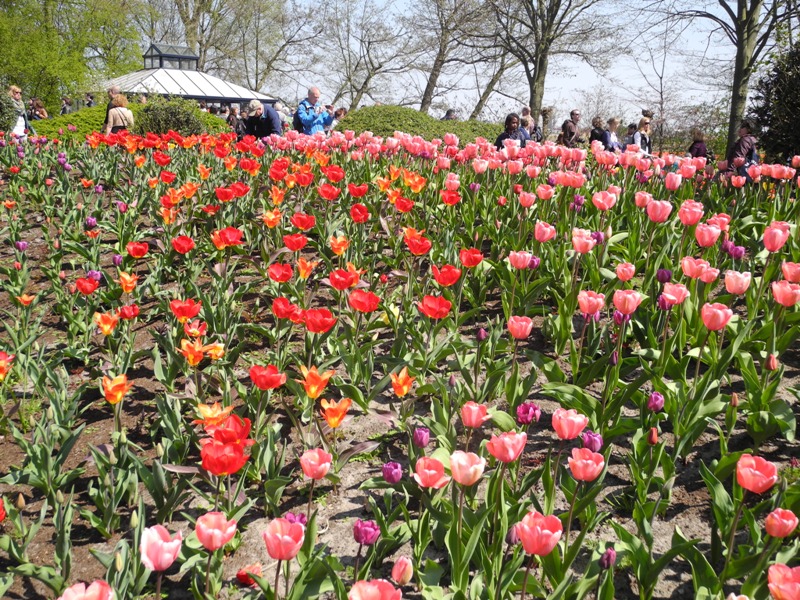 olanda-2013 (83)