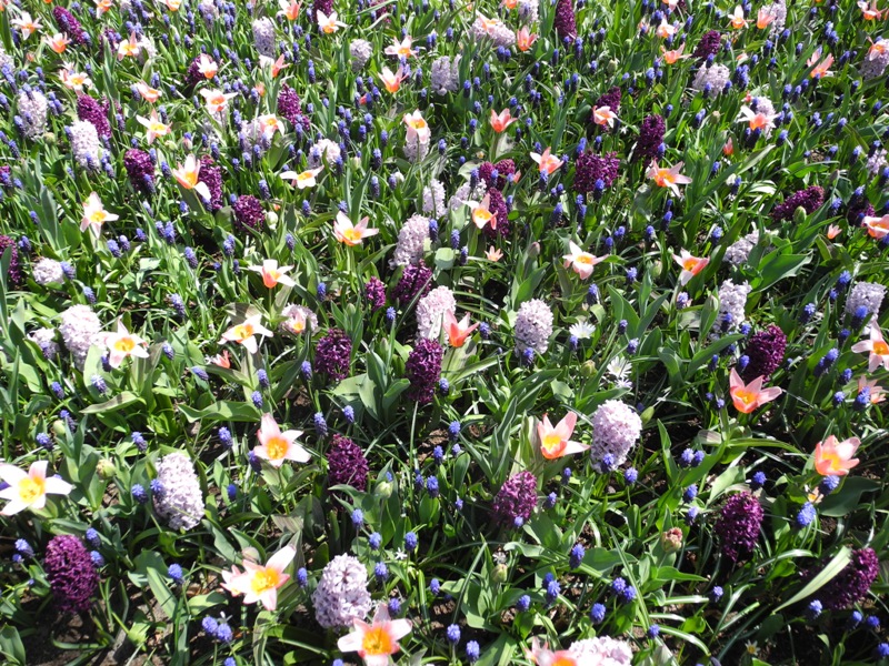 olanda-2013 (87)
