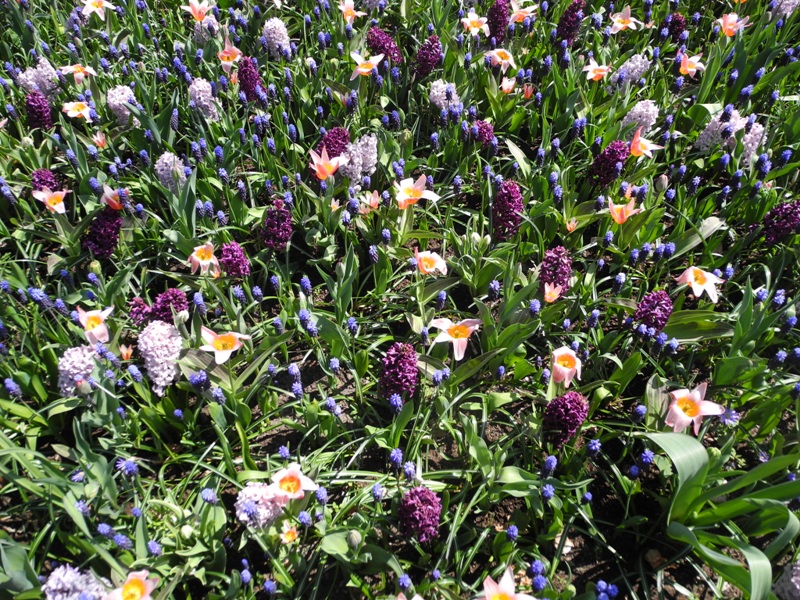 olanda-2013 (88)