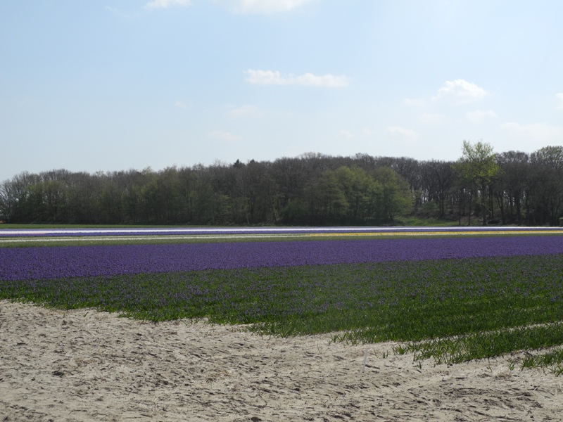 olanda-2013 (89)