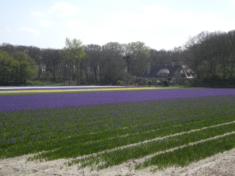 olanda-2013 (90)