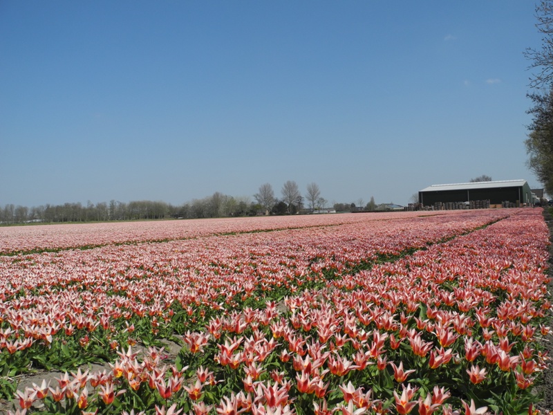 olanda-2013 (96)