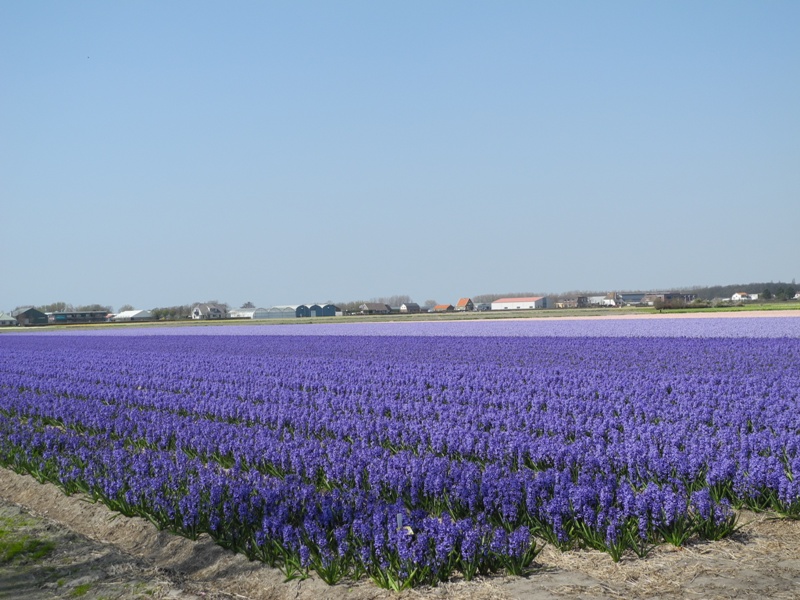 olanda-2013 (98)