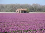 olanda-2013 (366)
