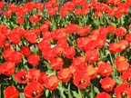 olanda-2013 (373)
