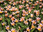 olanda-2013 (382)