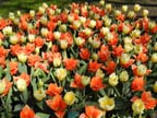 olanda-2013 (383)