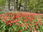 olanda-2013 (391)