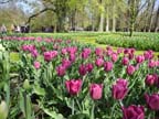 olanda-2013 (400)