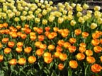 olanda-2013 (63)