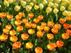 olanda-2013 (64)
