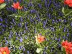 olanda-2013 (68)