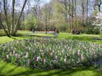 olanda-2013 (75)