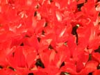olanda-2013 (79)