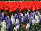 olanda-2013 (80)