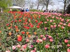 olanda-2013 (83)