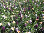 olanda-2013 (87)