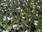 olanda-2013 (88)