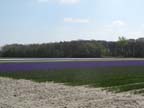 olanda-2013 (89)