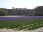 olanda-2013 (90)