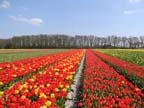 olanda-2013 (91)