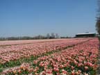 olanda-2013 (96)