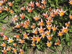 olanda-2013 (97)
