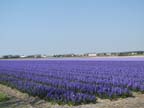olanda-2013 (98)