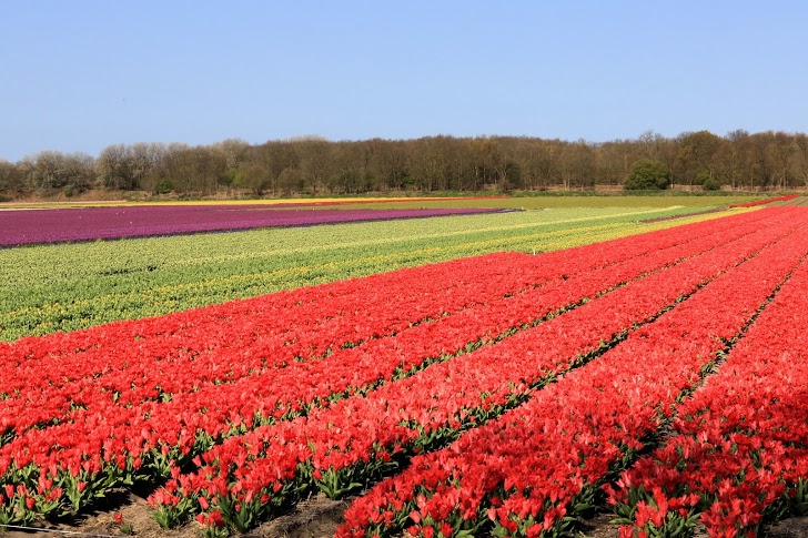 olanda-2013 (542)