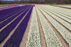olanda-2013 (545)