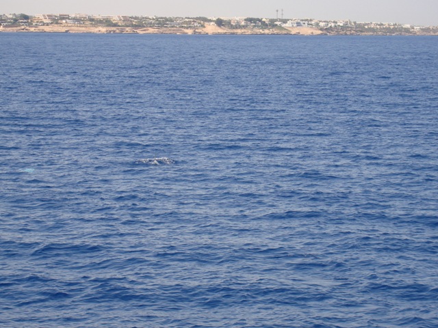 sharm (27)