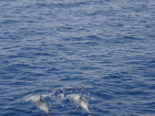 sharm (32)