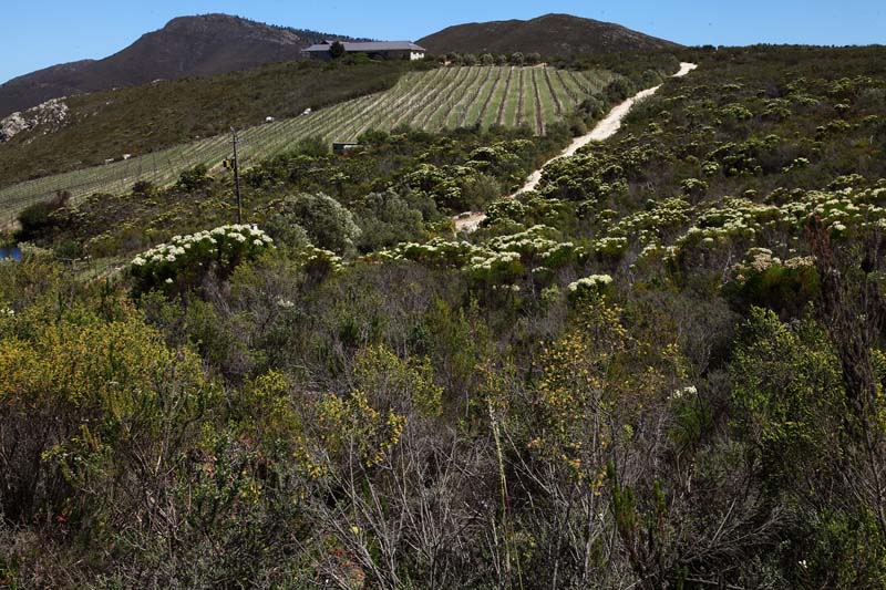 cape-town (3)