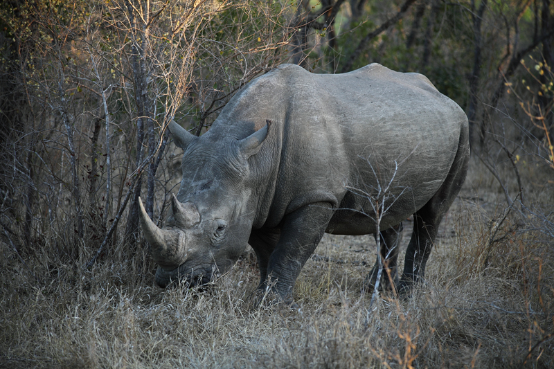 kruger (1)