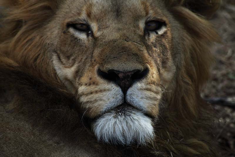 kruger (13)