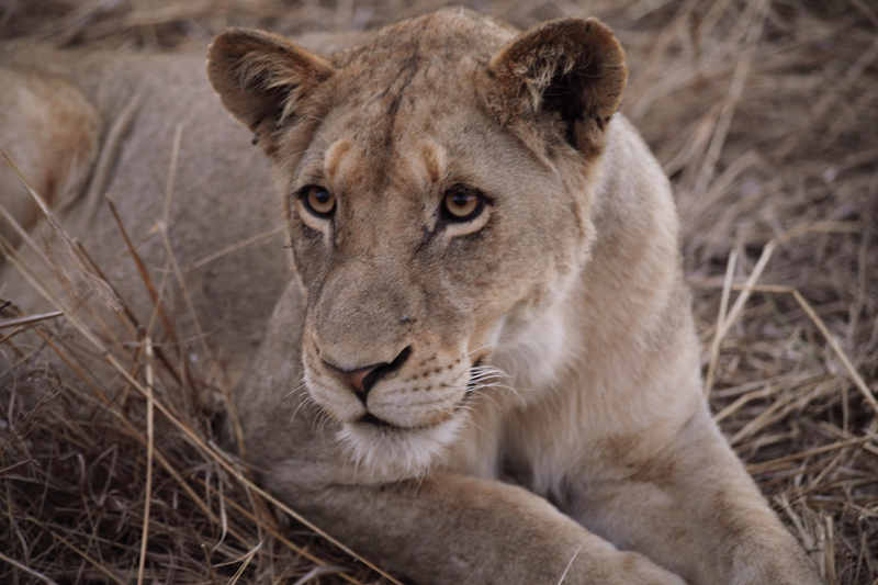 kruger (2)