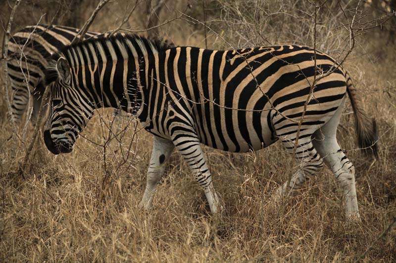 kruger (35)