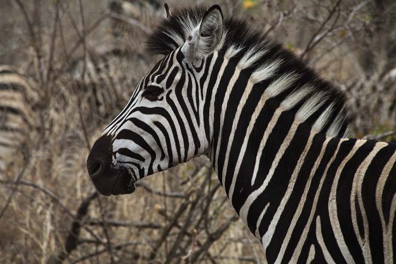 kruger (39)