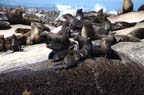 cape-town (14)