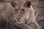 kruger (2)
