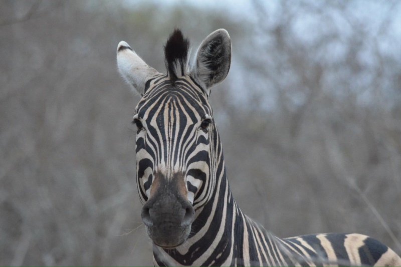 animali (6)